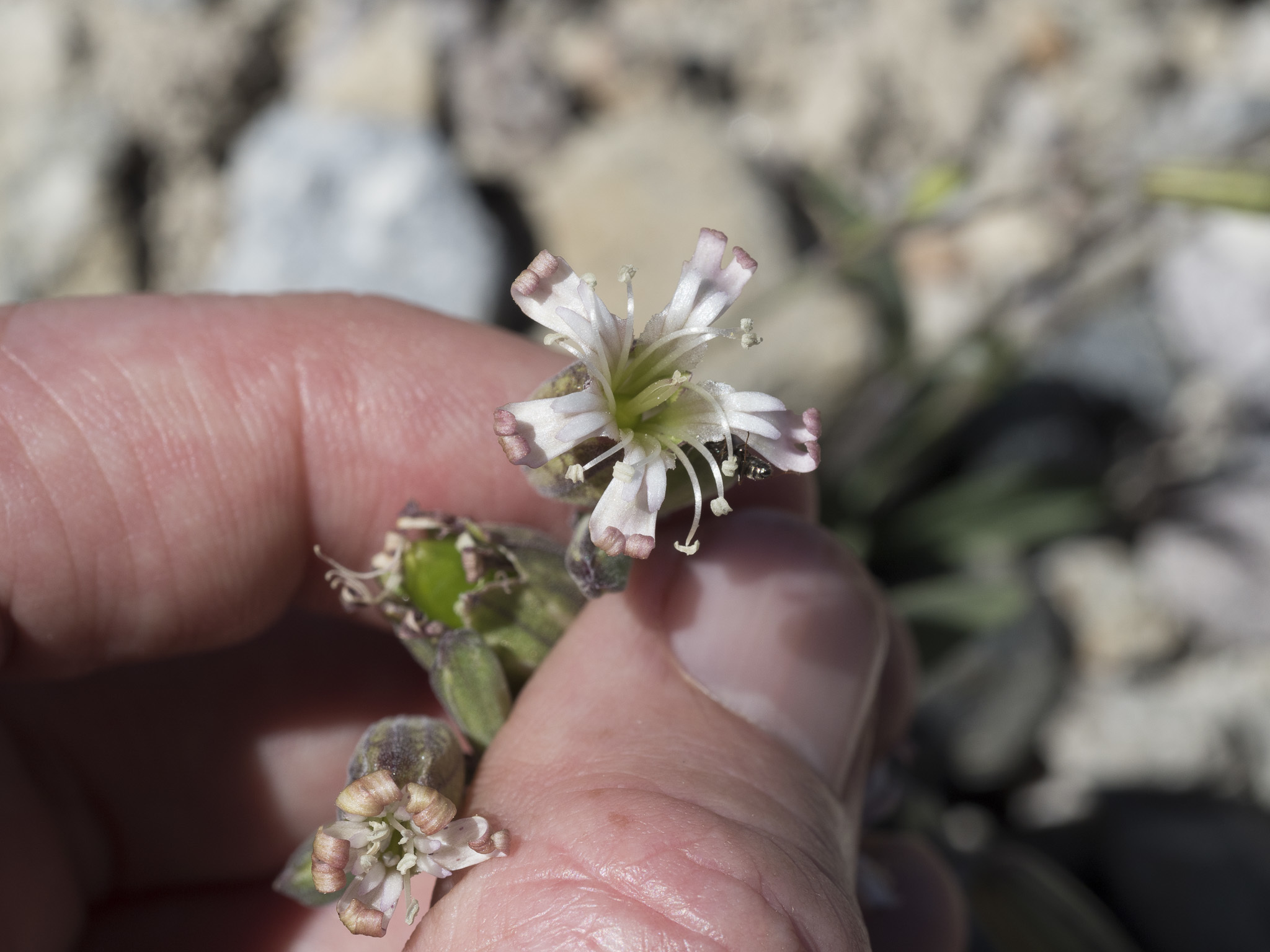 Silene suksdorfii