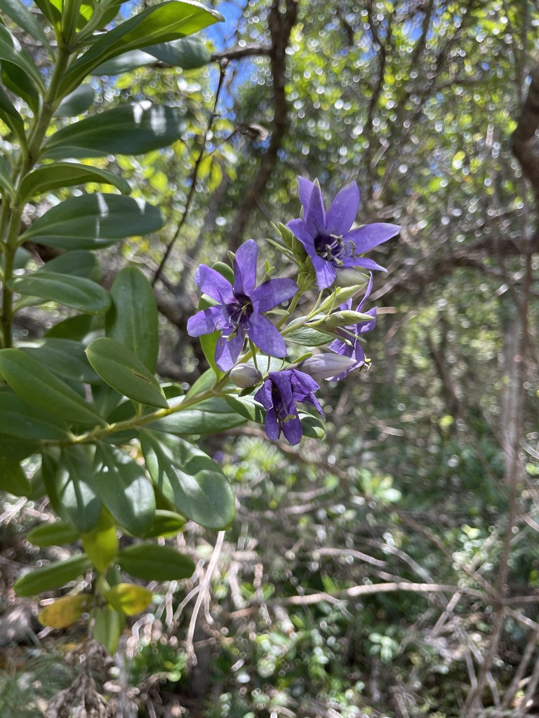 Senaea coerulea