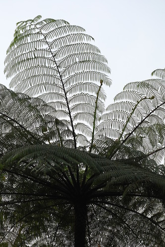 Sphaeropteris glauca, photograph 2