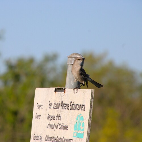 iNaturalist observation photo of Northern Mockingbird