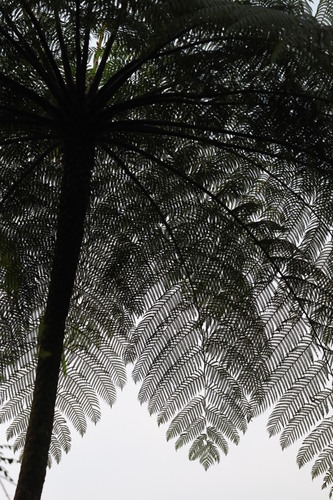Sphaeropteris glauca, photograph 1