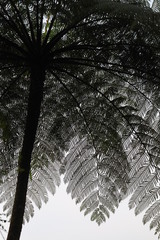 Sphaeropteris glauca