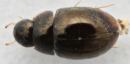 Paracymus ellipsis