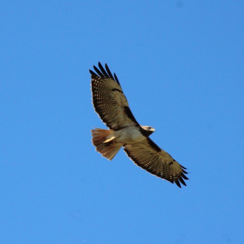 iNaturalist observation photo of Red-tailed Hawk