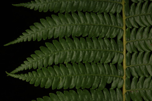 Sphaeropteris glauca, photograph 3