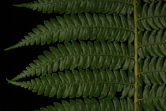 Sphaeropteris glauca, photograph (c) Fabian Brambach, some rights reserved (CC BY)