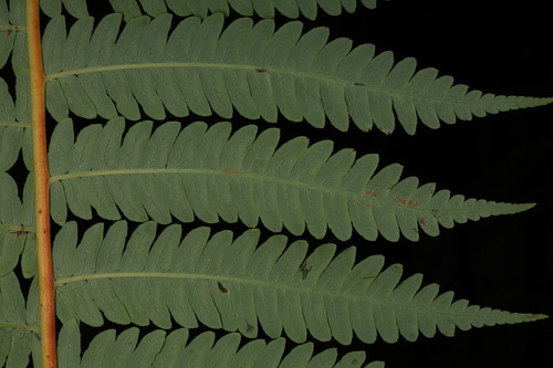 Sphaeropteris glauca, photograph 4