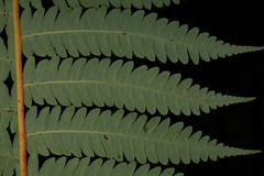 Sphaeropteris glauca, photograph (c) Fabian Brambach, some rights reserved (CC BY)