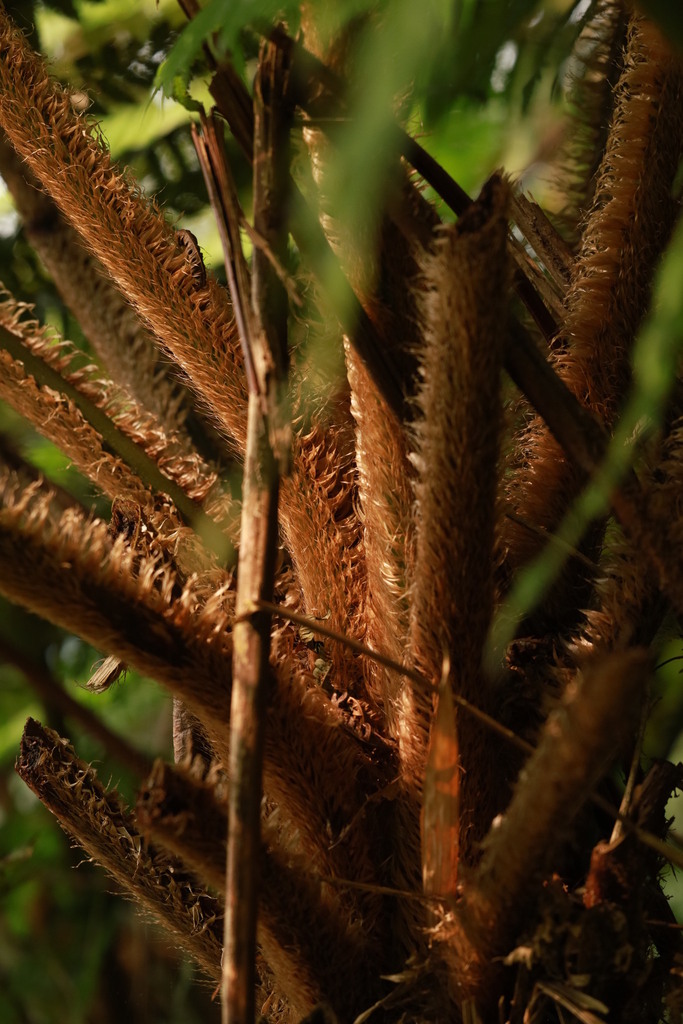 Sphaeropteris squamulata (Sphaeropteris squamulata)