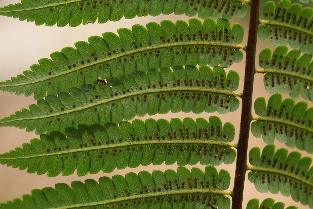 Sphaeropteris squamulata (Sphaeropteris squamulata)