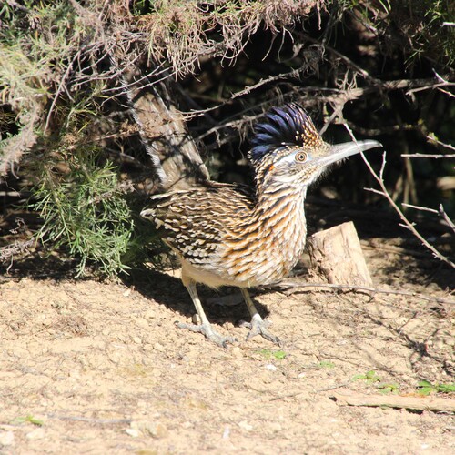 iNaturalist observation photo of Greater Roadrunner
