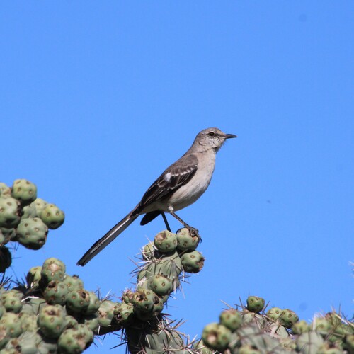 iNaturalist observation photo of Northern Mockingbird