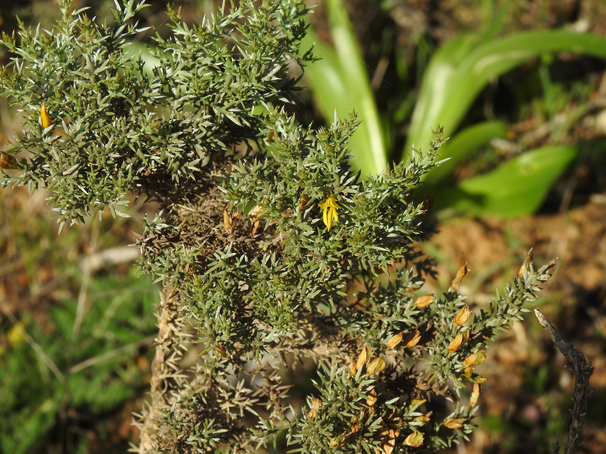 Silvery Furze (Ulex argenteus)
