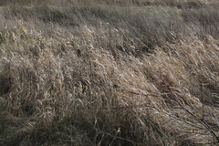 Phalaris arundinacea