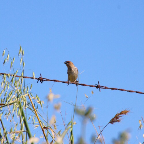 iNaturalist observation photo of Scaly-breasted Munia