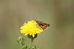 Lon melane vitellina