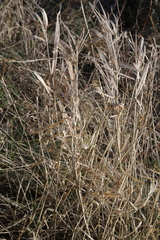 Phalaris arundinacea