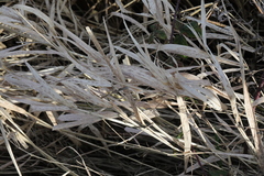 Phalaris arundinacea