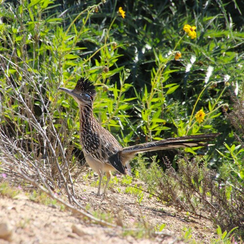 iNaturalist observation photo of Greater Roadrunner