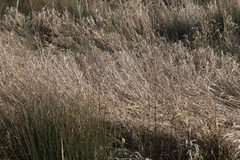 Phalaris arundinacea
