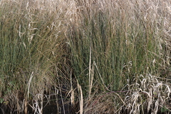Juncus inflexus