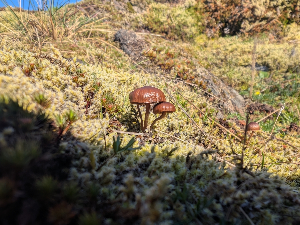 Deconica montana · March 2026 · photo: © simonele (iNaturalist, cc-by)