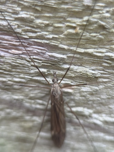 Unknown species found near Roanoke Island, Manteo, NC, US