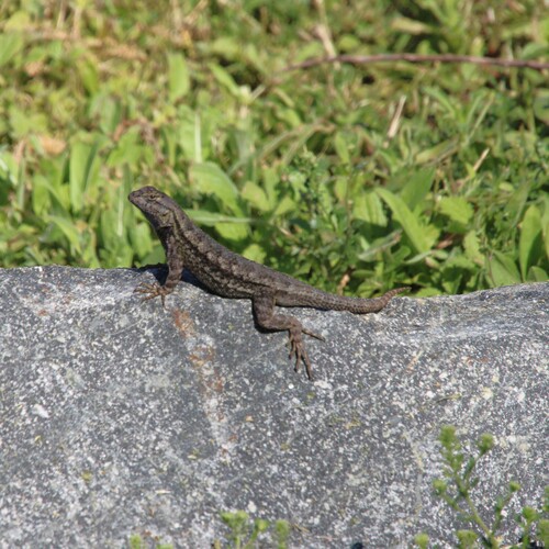 iNaturalist observation photo of Western Fence Lizard