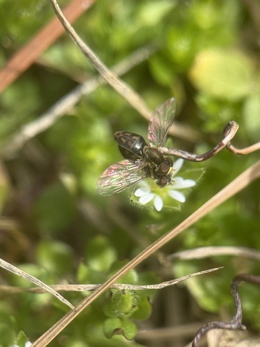 Unknown species found near North Carolina Aquariums, Manteo, NC, US
