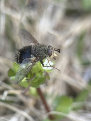 Unknown species found near North Carolina Aquariums, Manteo, NC, US