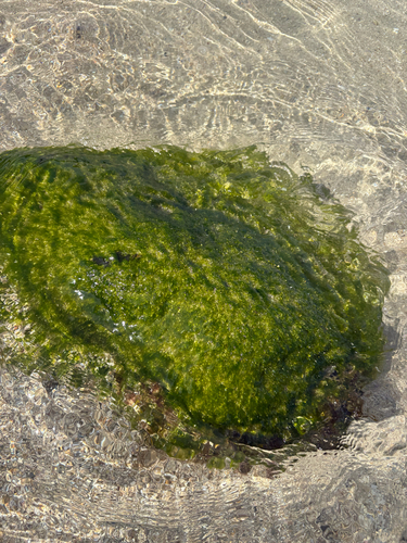 Ulva flexuosa observed 2026-03-08
