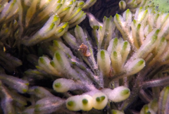 Hippocampus breviceps