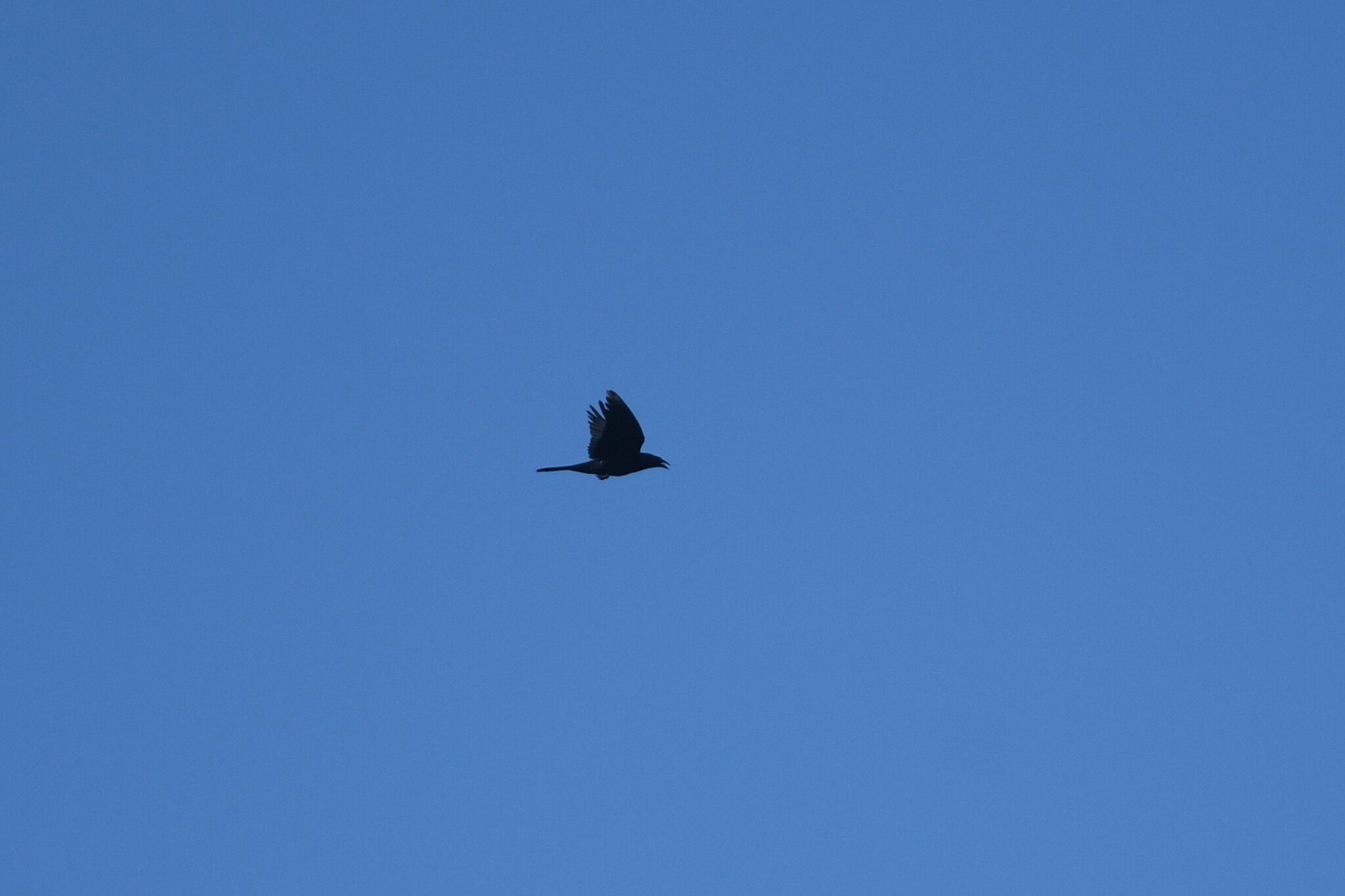 Giant Cowbird (Molothrus oryzivorus), photo 3