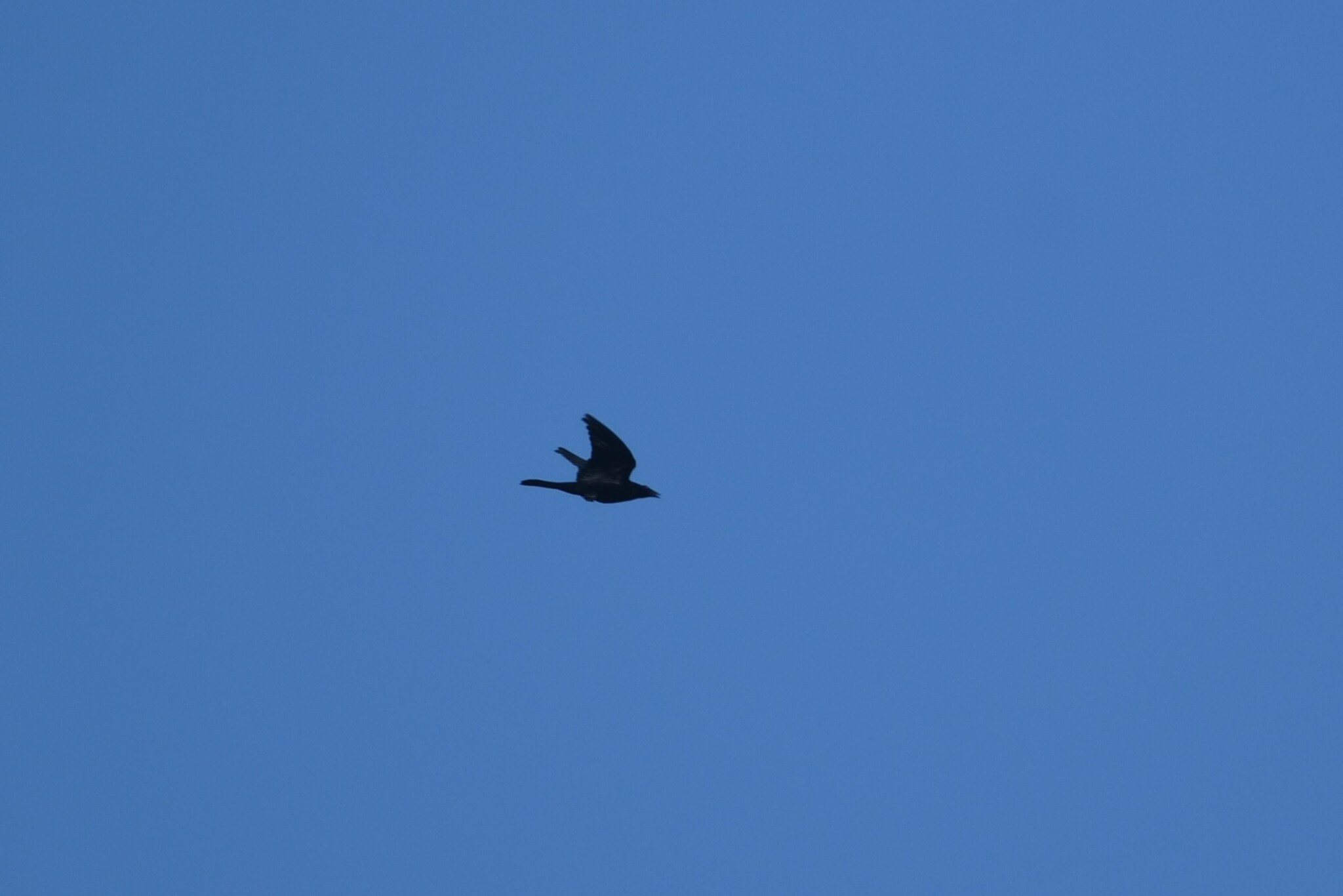 Giant Cowbird (Molothrus oryzivorus), photo 4