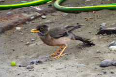 Turdus falcklandii