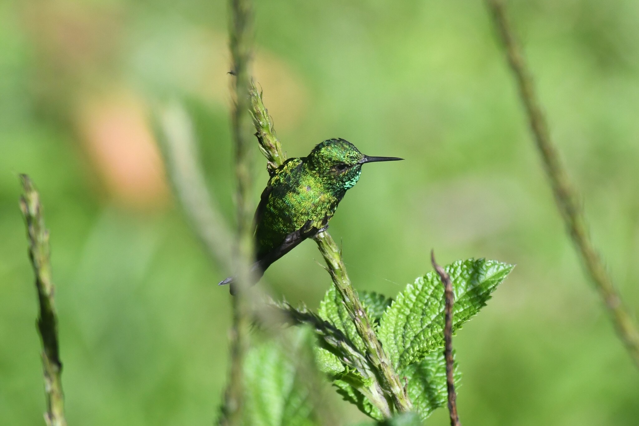 Garden Emerald (Chlorostilbon assimilis), photo 4