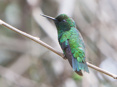 Green-Tailed Emerald photo 2