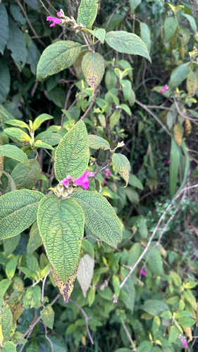 Salvia tortuosa, photograph 2