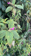 (c) lchaney, some rights reserved (CC BY) Salvia tortuosa, photograph (c) lchaney, some rights reserved (CC BY)