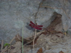 Neurothemis manadensis