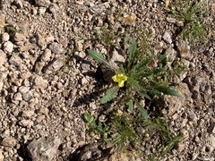 Oenothera primiveris