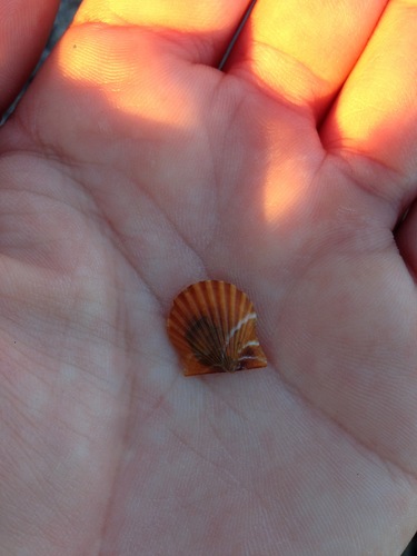 Leptopecten latiauratus