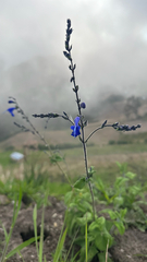 Salvia sagittata, photograph (c) lchaney, some rights reserved (CC BY)