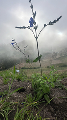(c) lchaney, some rights reserved (CC BY) Salvia sagittata, photograph (c) lchaney, some rights reserved (CC BY)
