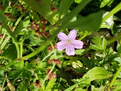 Geranium magellanicum