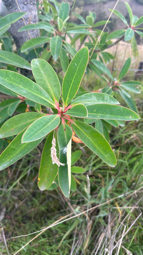 Euphorbia laurifolia (Euphorbia laurifolia)