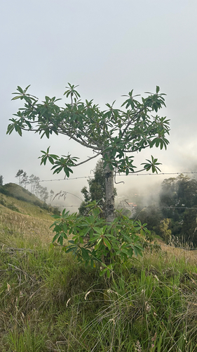 Euphorbia laurifolia, photograph 6
