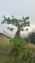 Euphorbia laurifolia, photograph (c) lchaney, some rights reserved (CC BY)
