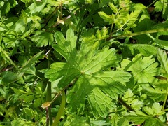 Geranium magellanicum