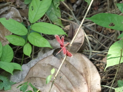 Neurothemis manadensis